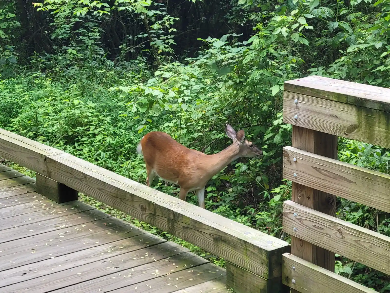 A white-tailed deer (doe) browsing in dense green undergrowth just beside the weathered wooden boardwalk railing, which runs diagonally across the lower left. No people.
