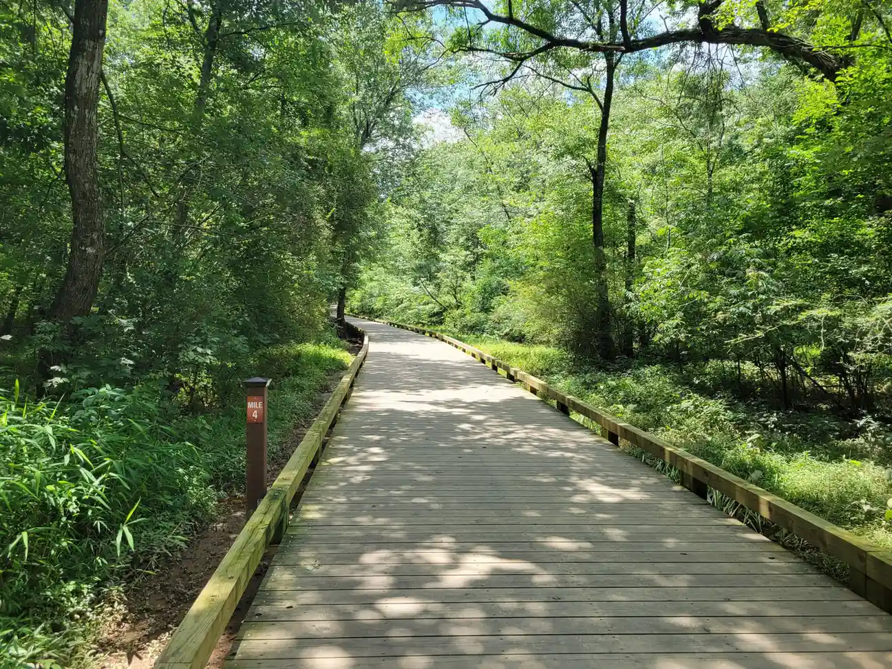 Wide boardwalk curving right through bright green wetland woods, timber rails both sides, tall trees with an overhanging limb at top, tall grasses and bamboo-like reeds at left, and a brown post with an orange 'MILE 4' plate at left. No people.