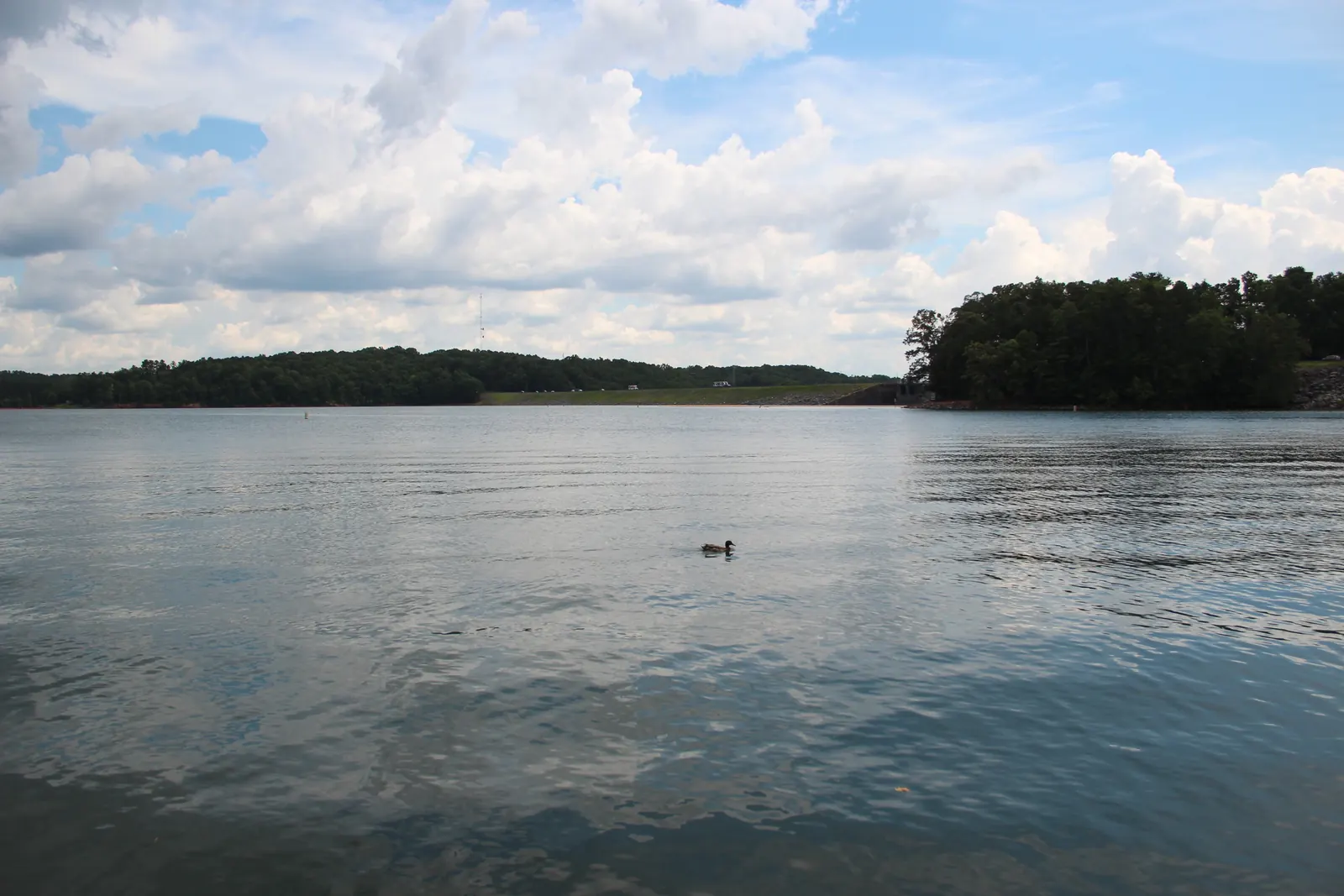 Summer view across open Lake Lanier from the West Bank Park shore: rippled grey-blue water with cloud reflections fills the lower half, a single duck mid-frame, a wooded point at right, and a low tree line along the far shore where the long grassy embankment of Buford Dam is visible on the horizon left of the point. Big white cumulus clouds in a blue sky. No people, no signs.