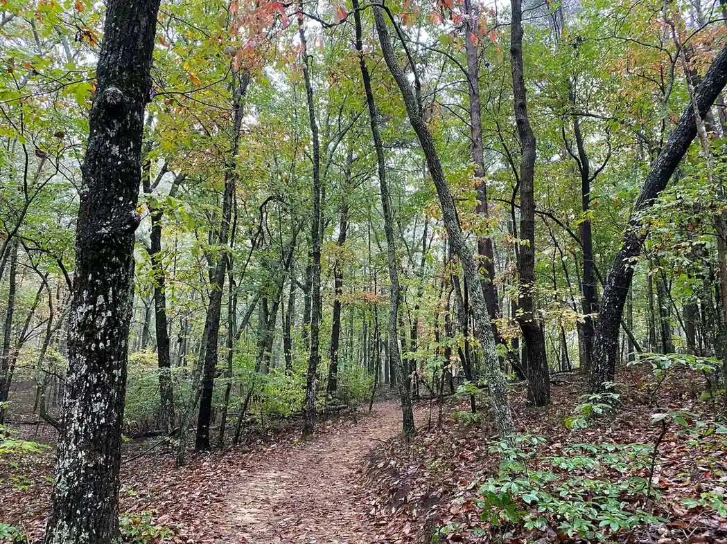 Leaf-covered hiking trail winding through a mixed hardwood forest just starting to turn: green, yellow and touches of red leaves, a lichen-blotched trunk in the left foreground, ferns and low green plants on the forest floor. No people, no signs.