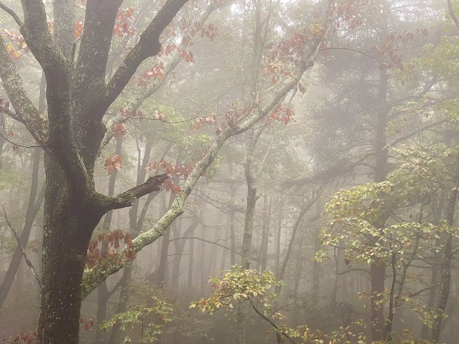 Close study of a lichen-covered oak in dense fog: a thick forked trunk at left, a pale mossy limb reaching up to the right, a scatter of red autumn leaves, and receding grey silhouettes of trees in the mist. No people.