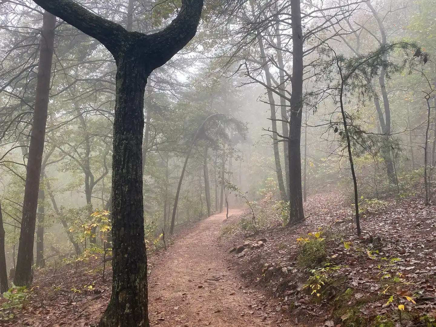 Fog-filled autumn woods on Sawnee Mountain: a red-dirt trail curves away from the lower centre into mist, a dark Y-shaped trunk dominates the left third, leaf litter and a few yellow saplings on the slopes, pines and oaks fading into grey fog. No people, no signs.