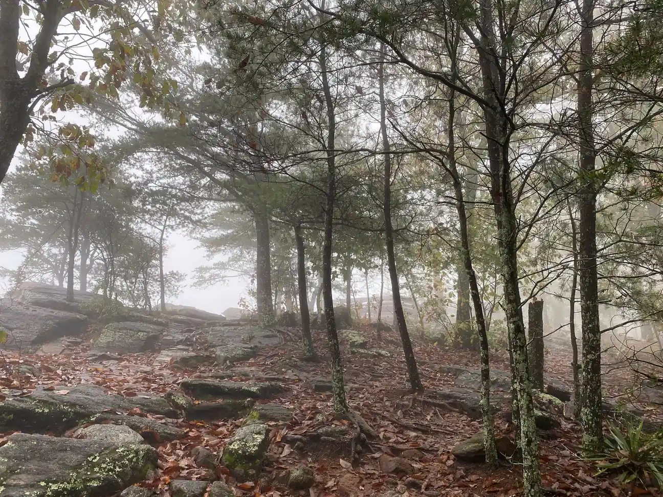 Granite slabs and lichen-spotted boulders scattered with brown leaves lead up to a stand of thin pines and oaks on the summit ridge, fog whiting out the view beyond; a cut stump in the centre. No people, no signs.