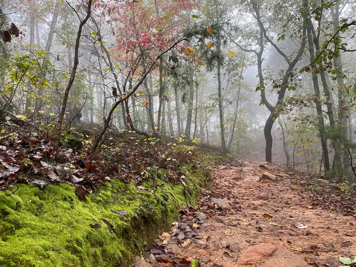 Rocky red-clay trail climbing into fog, edged on the left by a bank of vivid green moss; red and yellow autumn leaves on the saplings, a twisted dark oak trunk in the mid-distance and pale grey misty woods behind. No people.