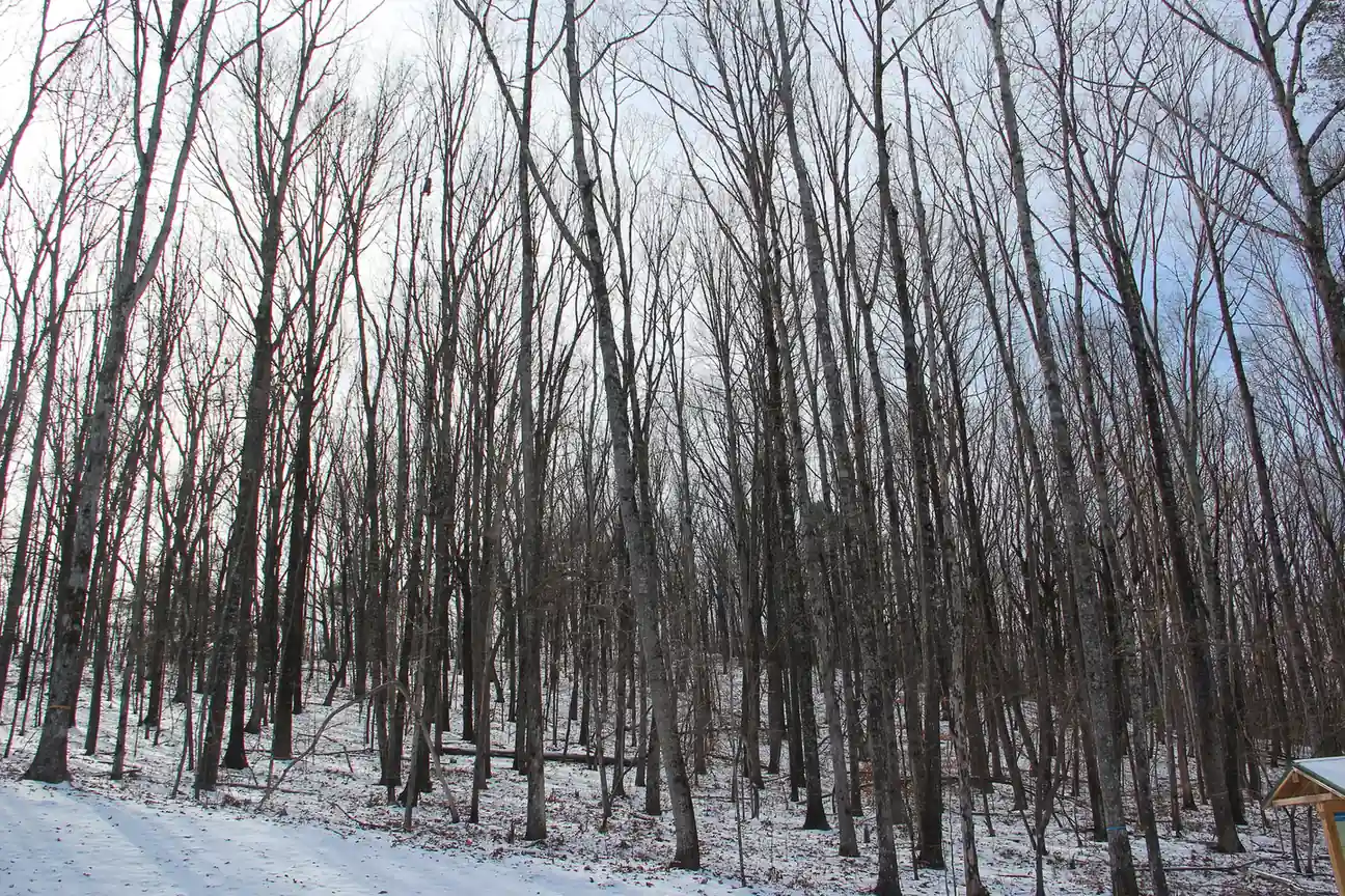 Winter forest after a light snow: dense stand of tall, bare grey-trunked hardwoods rising against a pale sky, thin snow on the leaf-littered slope and a snow-covered path at lower left, the corner of a small wooden kiosk roof at the right edge.