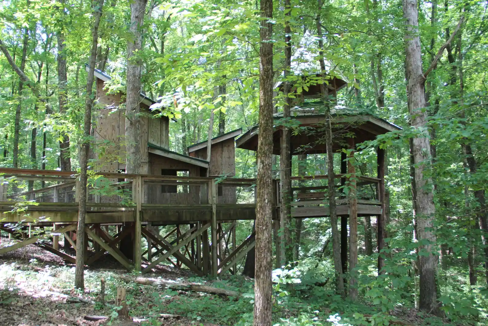 Elevated wooden treehouse and boardwalk among tall hardwoods: a long raised walkway on cross-braced posts leads to plywood cabins with green metal roofs and an open octagonal gazebo, all surrounded by bright green summer canopy with dappled light on the forest floor. No people, no signs.